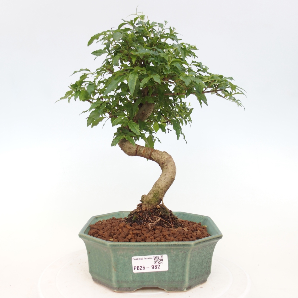 Kamerbonsai -Ligustrum chinensis - Vogelsnavel