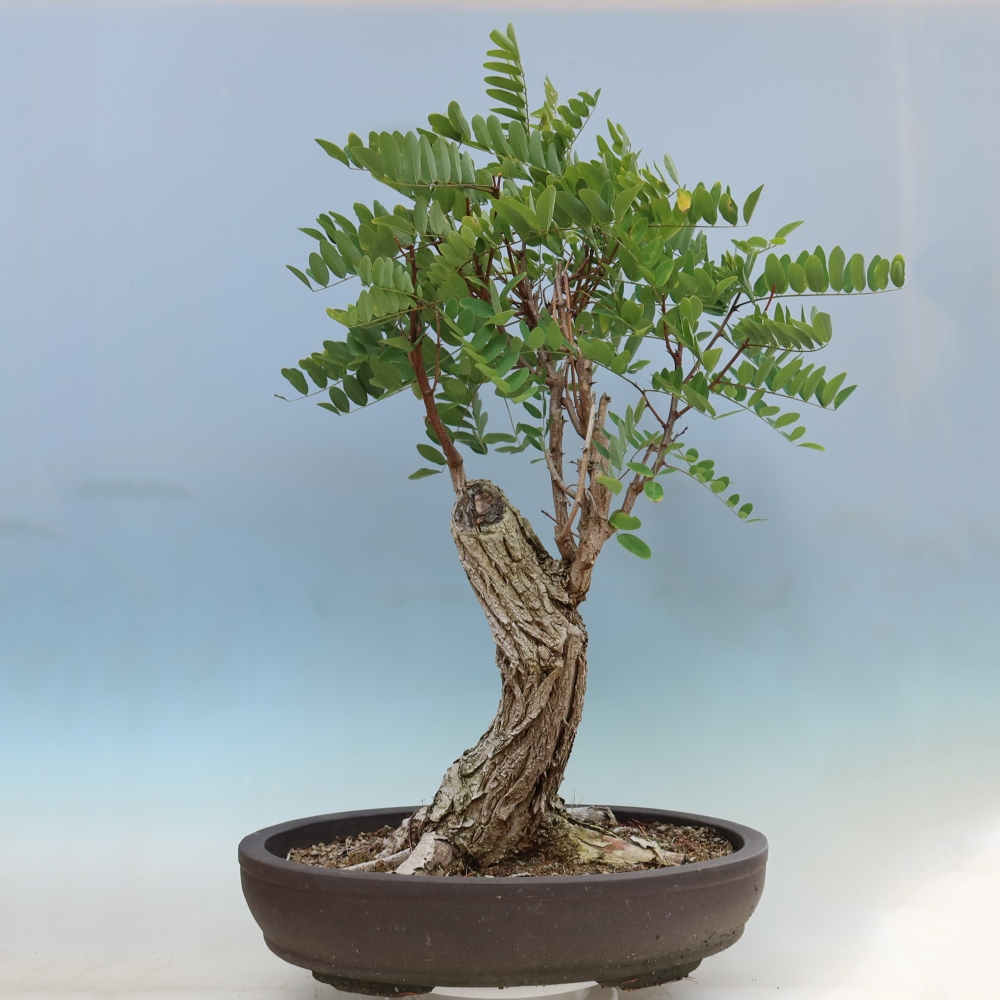 Bonsai voor buiten - Doornacacia - Robinia pseudoacacia