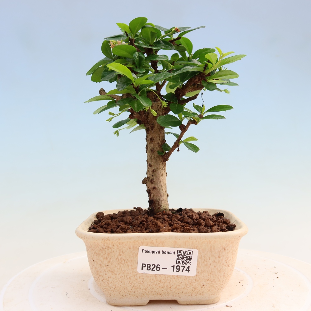 Kamerbonsai - Carmona macrophylla - Thee fuki
