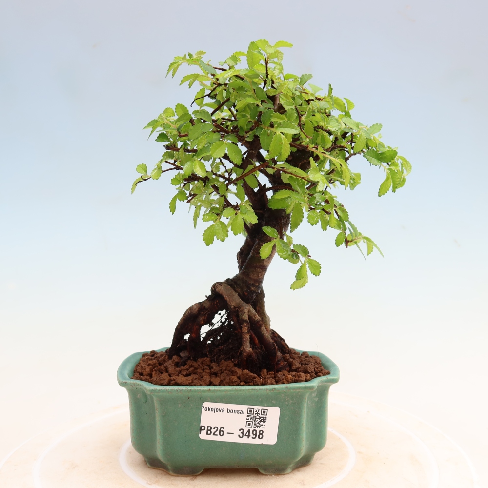 Kamerbonsai - Ulmus parvifolia - Winteriep