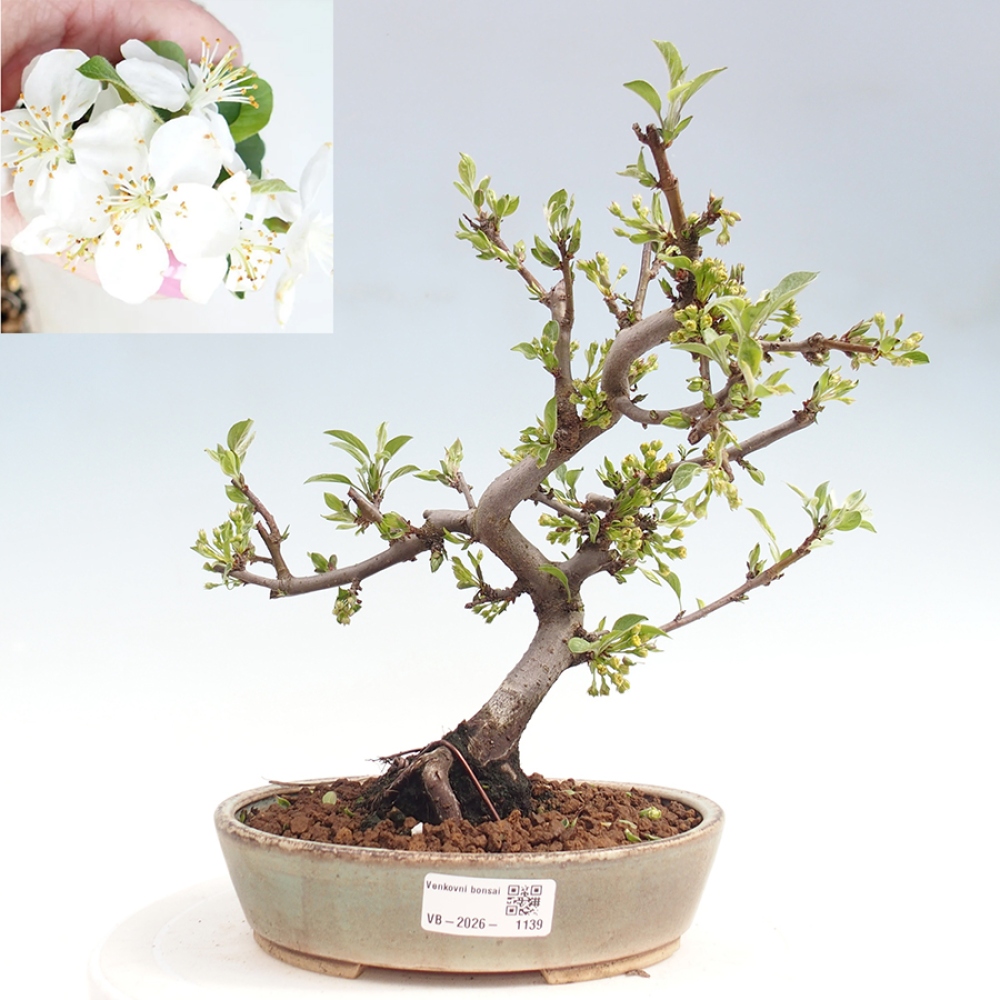 Bonsai voor buiten - Malus sargentii - Appelboom met kleine vruchten