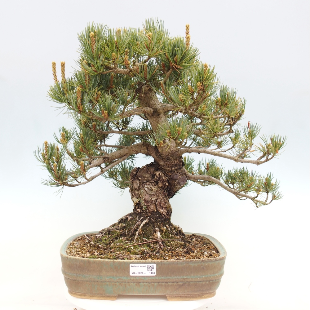 Bonsai voor buiten - Pinus parviflora - Pinus parviflora