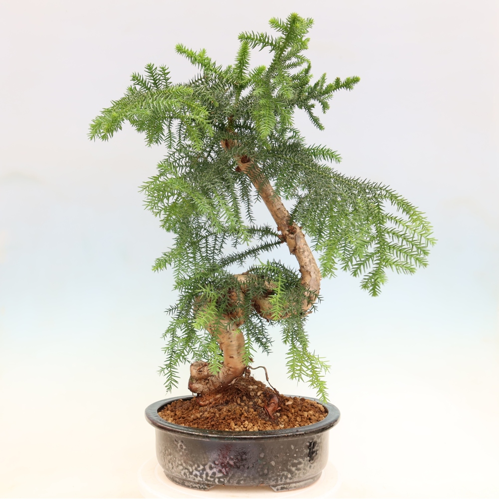 Kamerbonsai - Araucaria - kamer spar