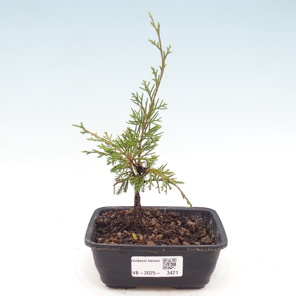 Bonsai voor buiten - Juniperus chinensis Itoigawa