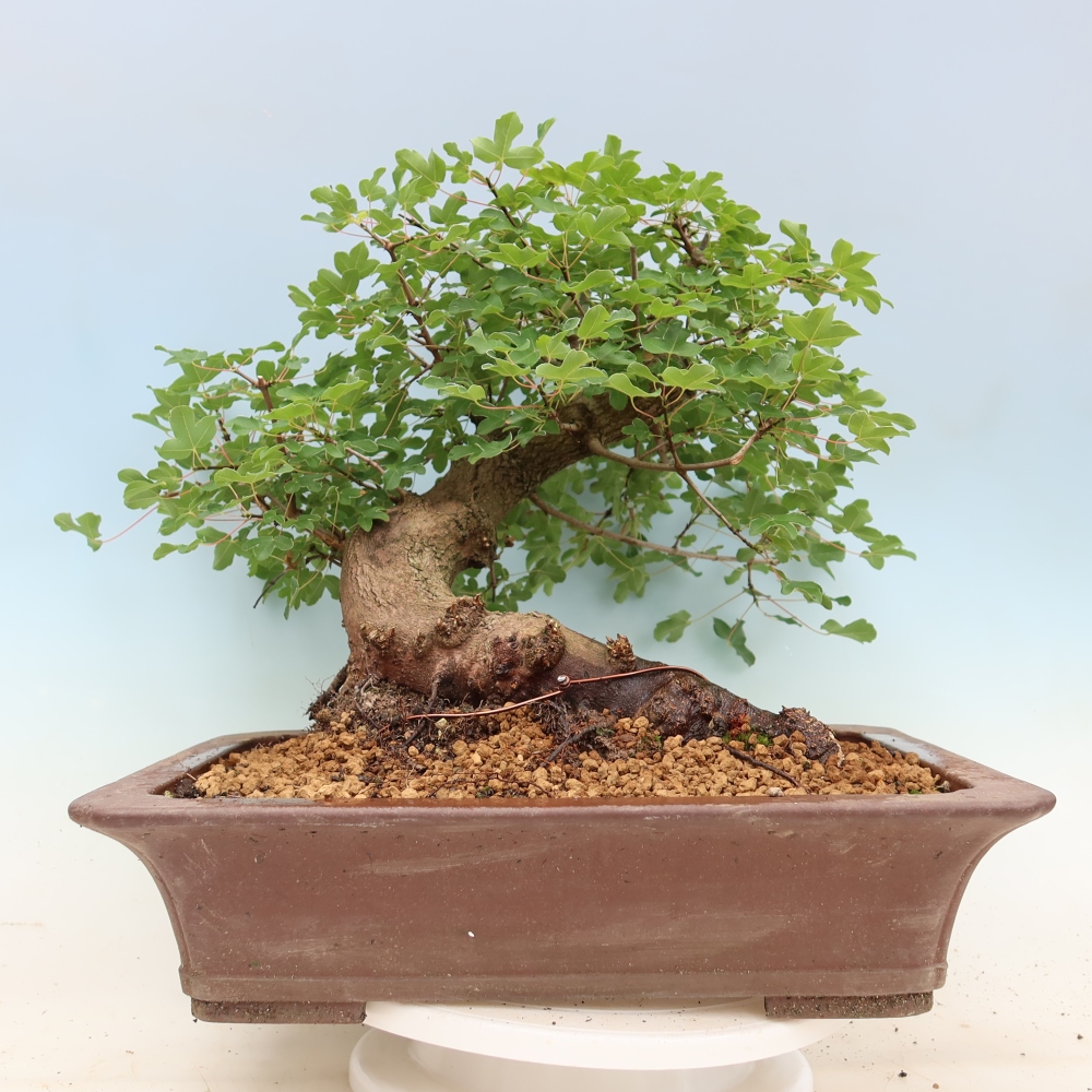 Bonsai voor buiten -Javor babyka - Acer campestre