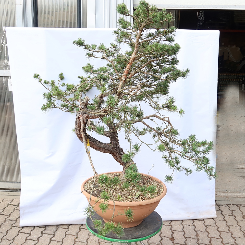 Pinus sylvestris Spanje - grove den