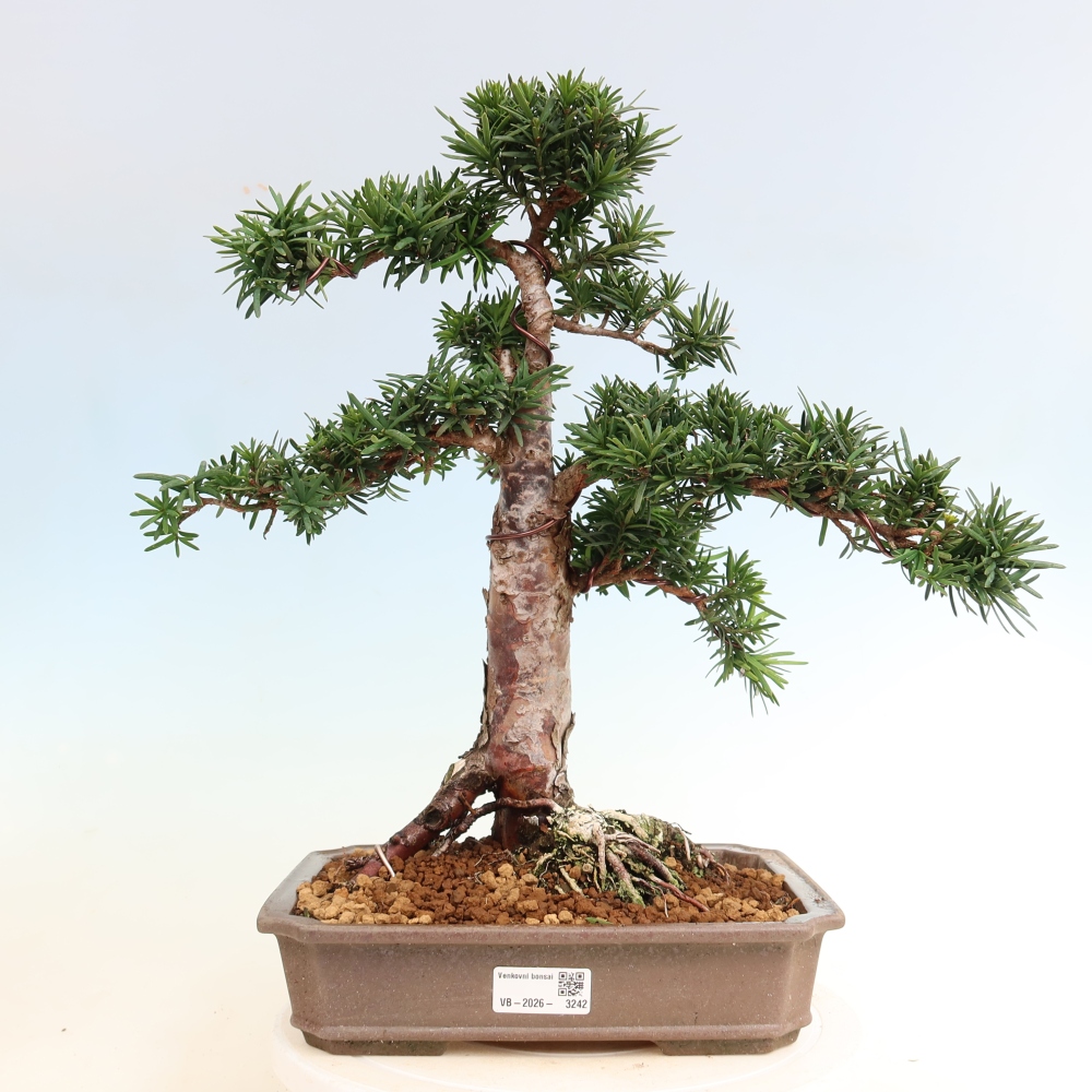 Bonsai voor buiten - Taxus cuspidata - Japanse Taxus