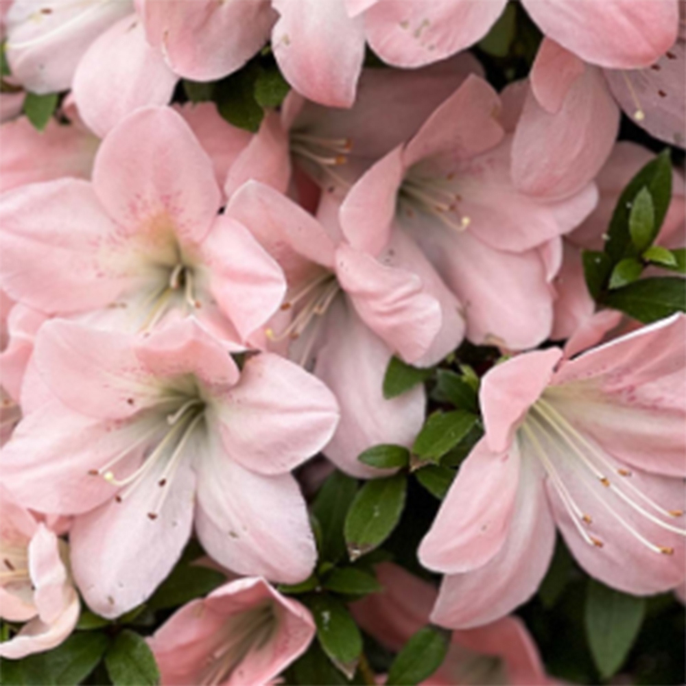 Bonsai voor buiten - Japanse Azalea - Azalea Jukokan