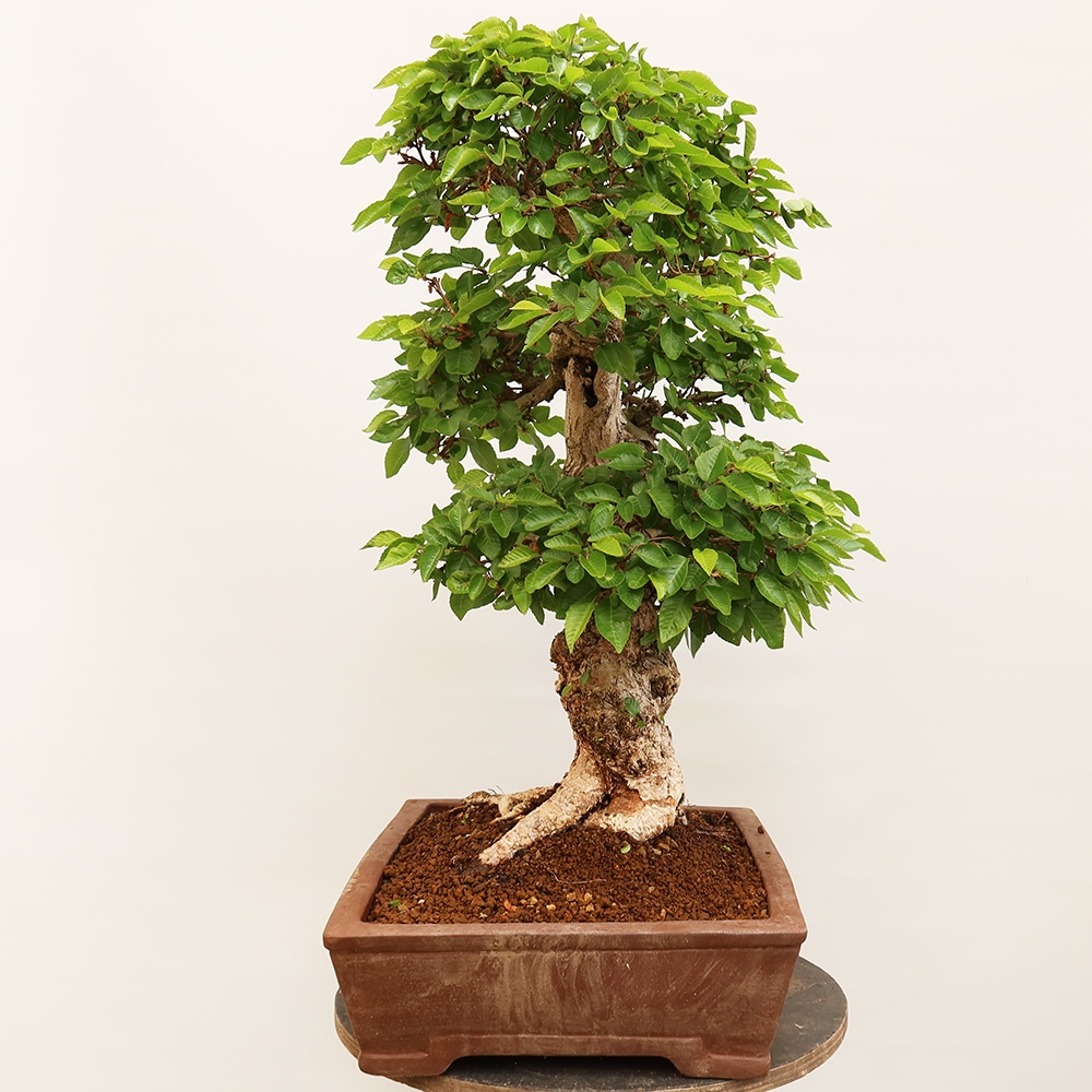Bonsai voor buiten -Carpinus Coreana - Koreaanse haagbeuk