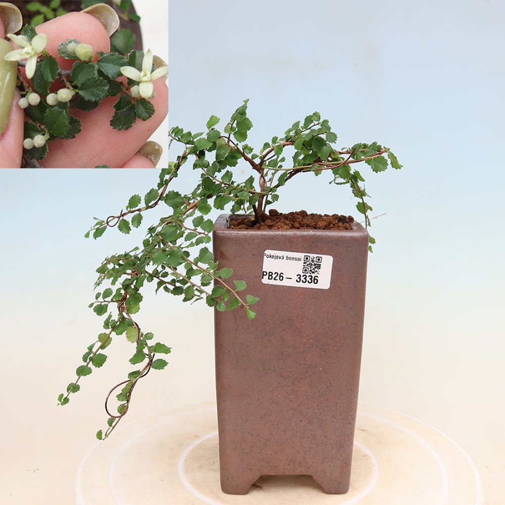 Kamerbonsai - Grewia sp. - Grewia malafolia