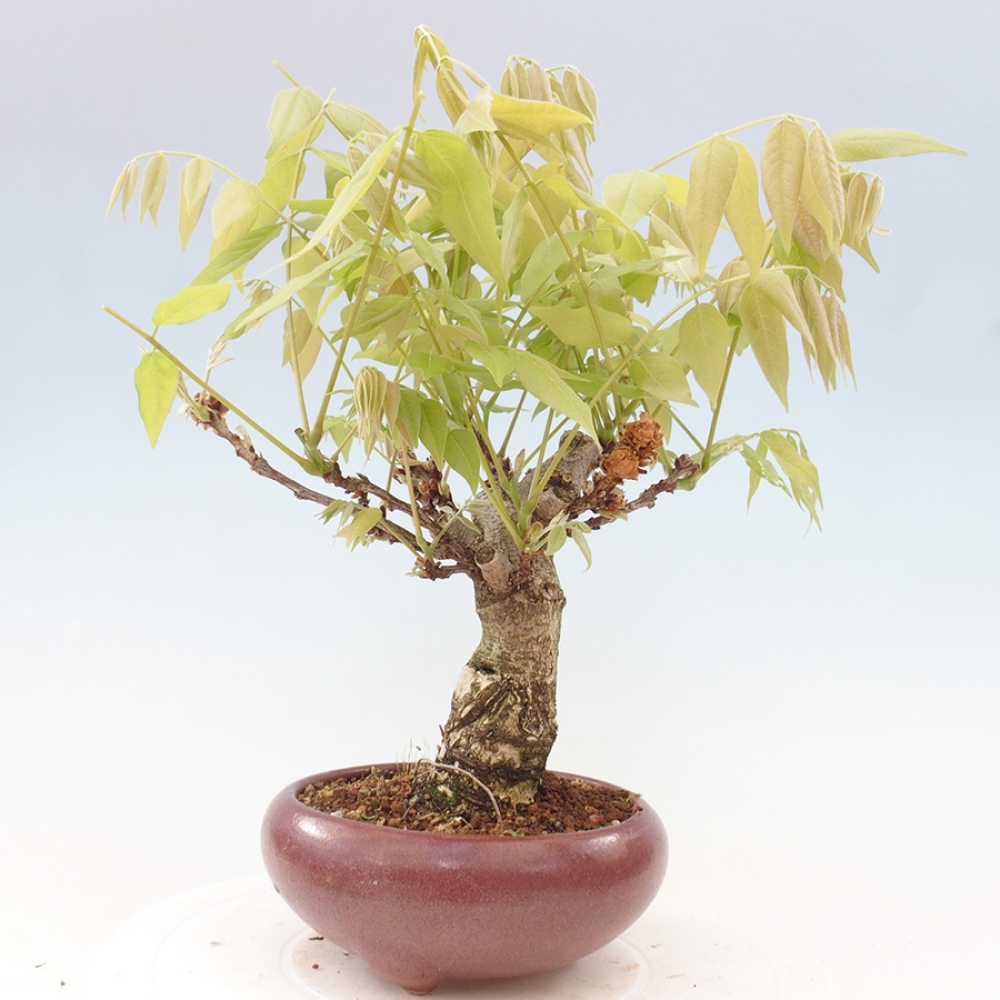 Bonsai voor buiten - Wisteria floribunda