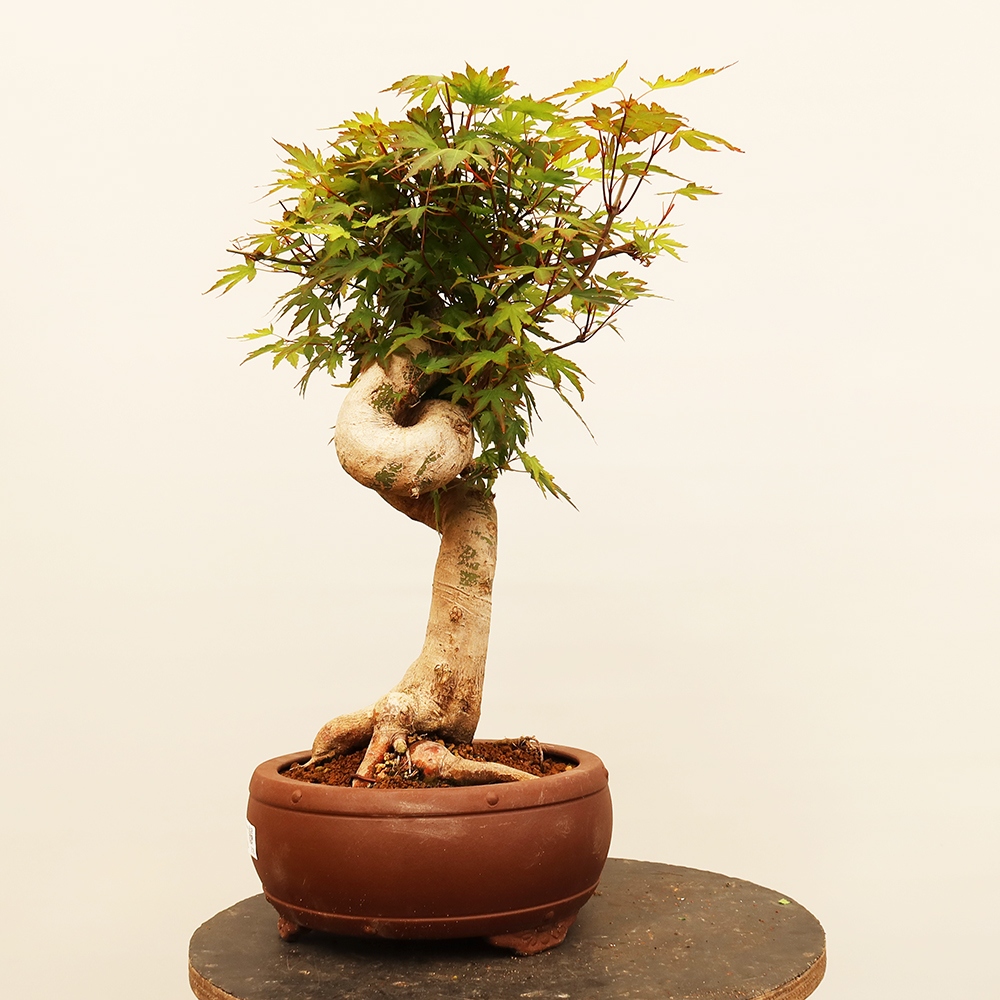 Bonsai voor buiten - Esdoorn palmatum - Palmen