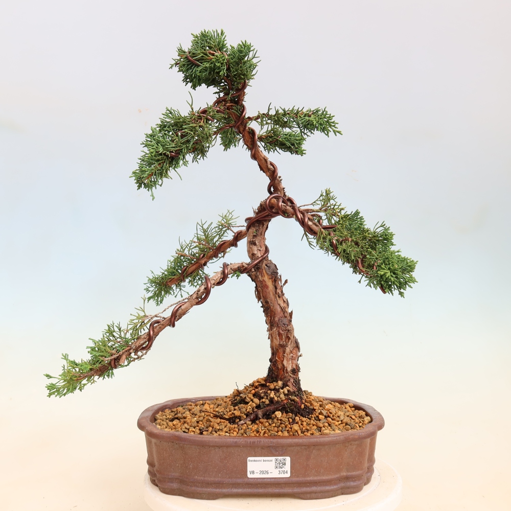 Bonsai voor buiten - Juniperus chinensis Kishu