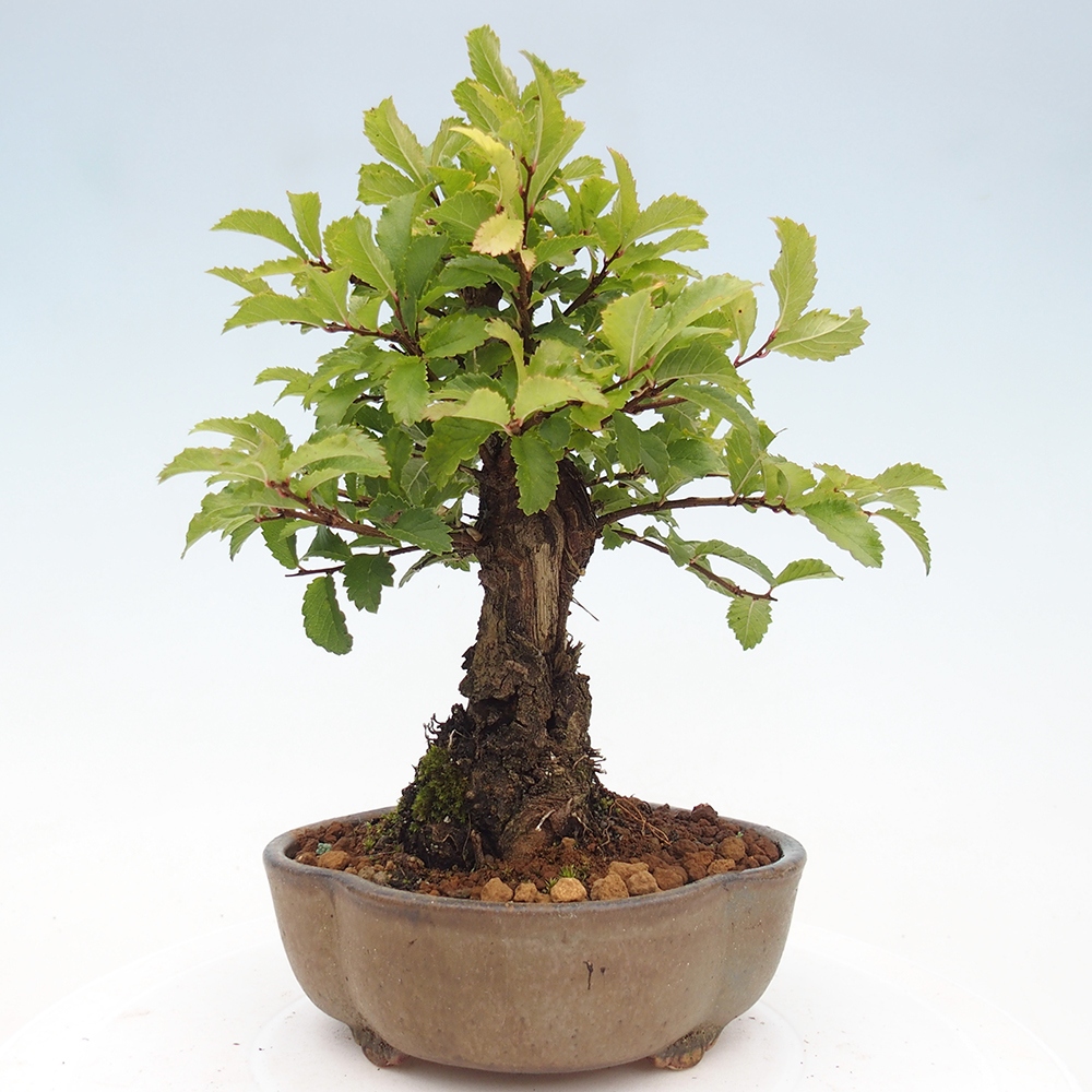 Bonsai voor buiten - Zelkova - Zelkova NIRE