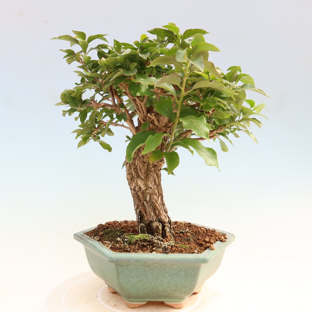 Kamerbonsai - Bouganwilea