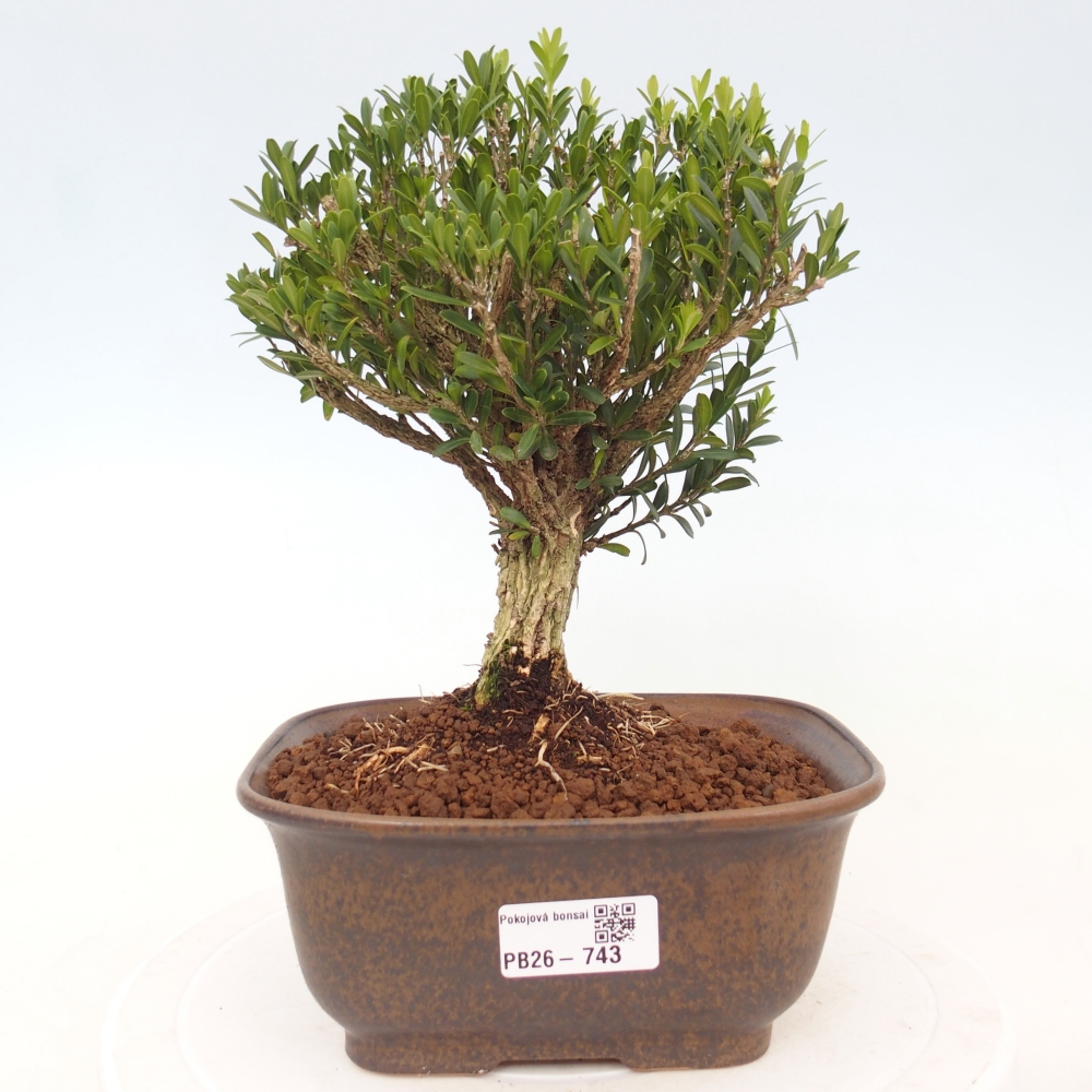 Kamerbonsai - Buxus harlandii - kurk buxus