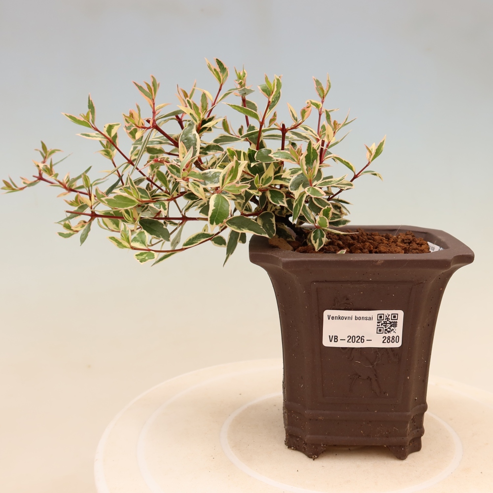 Buitenbonsai - Abelia gr. Confetti - Grootbloemige abelia