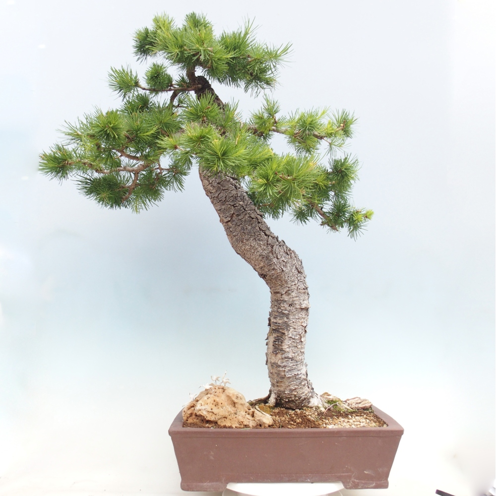 Bonsai voor buiten -Larix decidua - Lariks