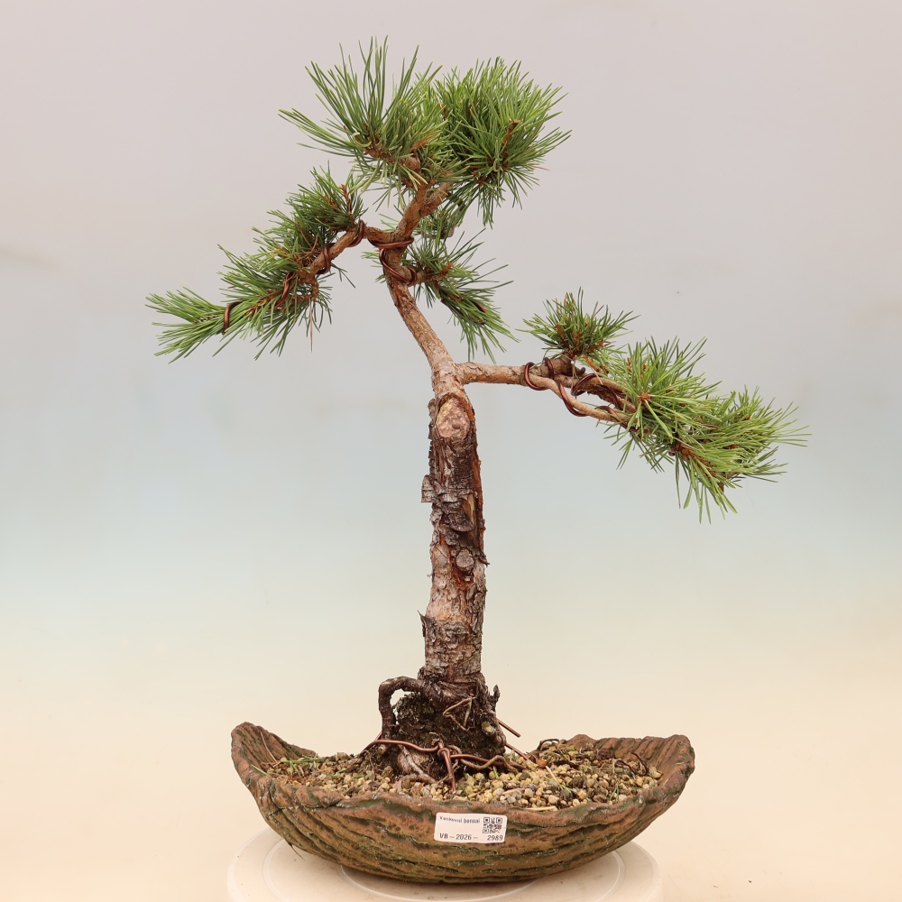 Bonsai voor buiten - Pinus Sylvestris Watererri - grove den