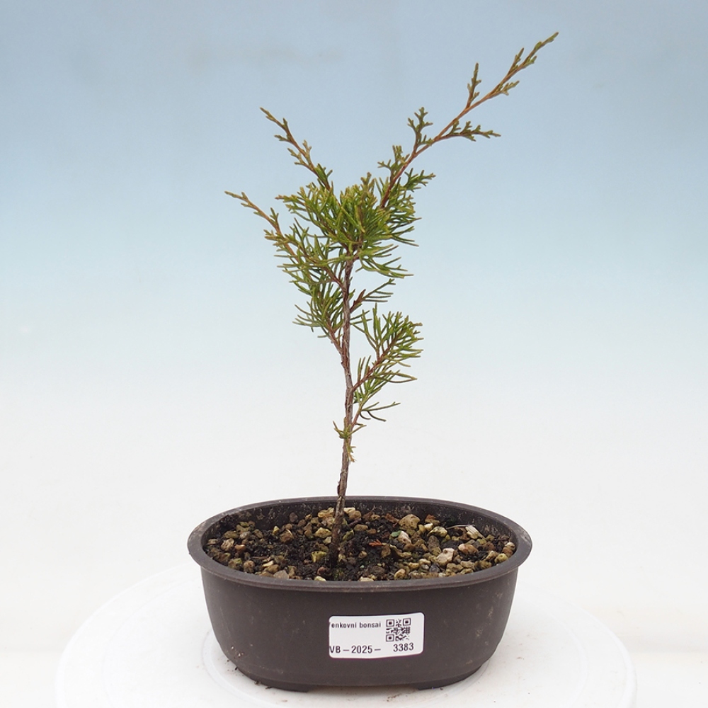 Bonsai voor buiten - Juniperus chinensis Itoigawa