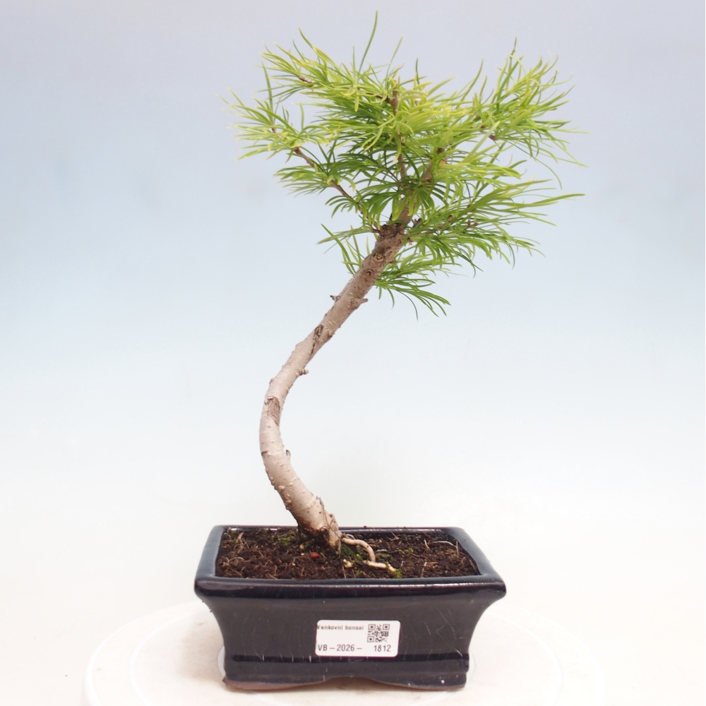 Bonsai voor buiten -Pseudolarix amabis-Pseudolarix amabis