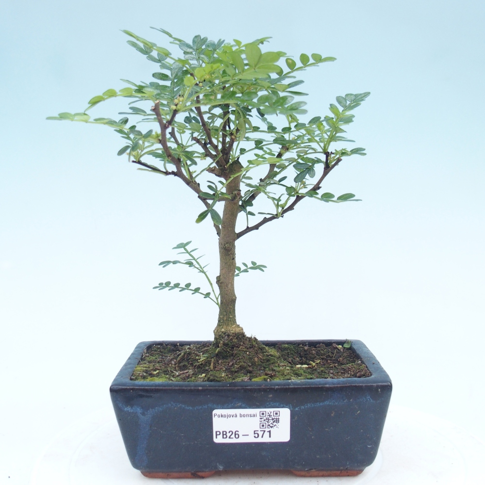 Kamerbonsai - Zantoxylum piperitum - peperboom