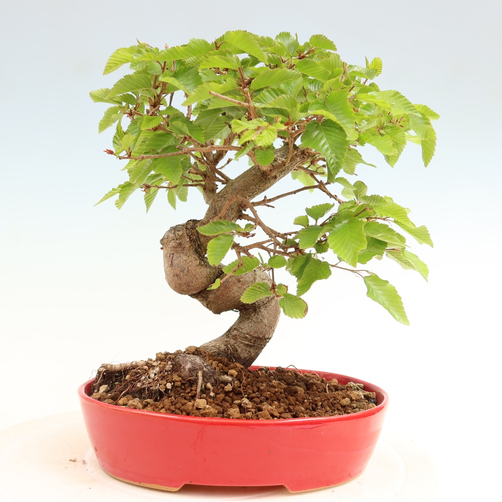Bonsai voor buiten -Carpinus Coreana - Koreaanse haagbeuk
