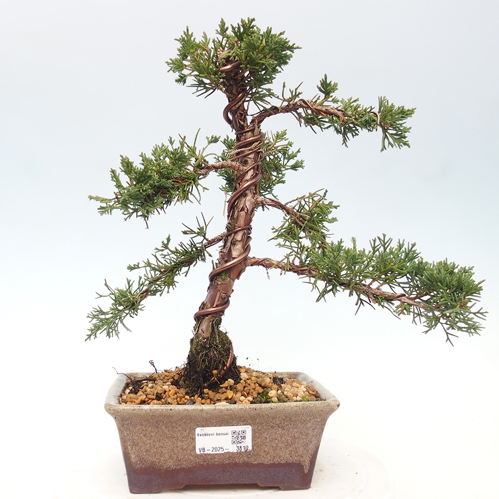 Bonsai voor buiten - Juniperus chinensis Kishu