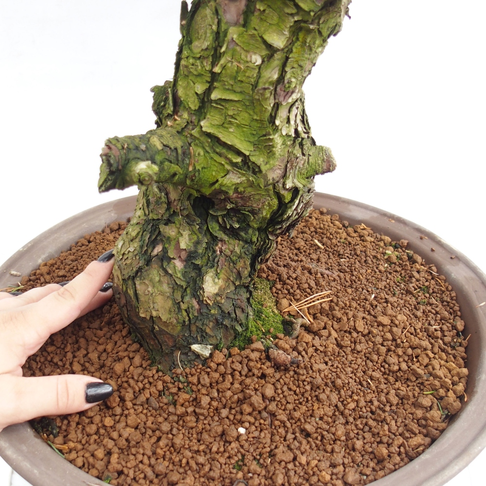 Bonsai voor buiten - Pinus parviflora - Pinus parviflora