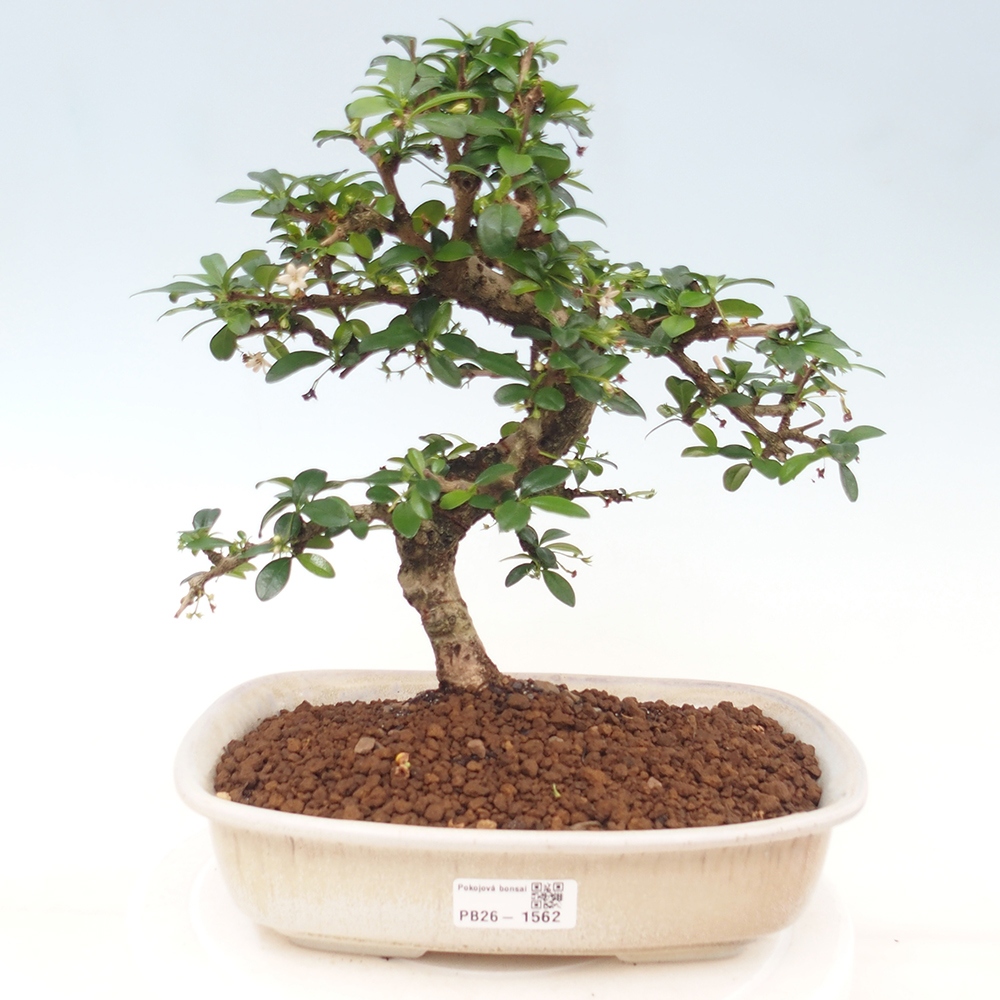 Kamerbonsai - Carmona macrophylla - Thee fuki