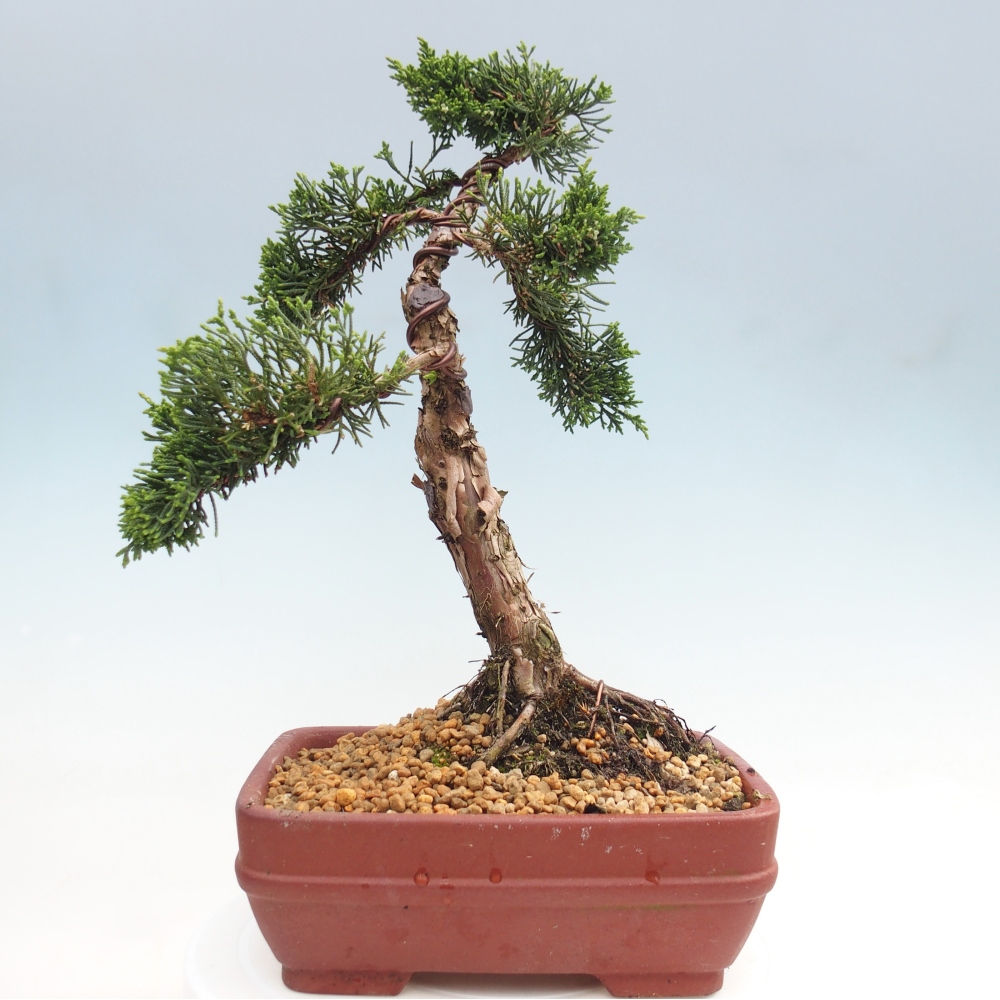 Bonsai voor buiten - Juniperus chinensis Kishu
