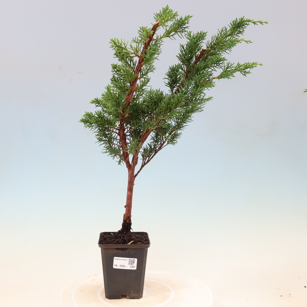 Bonsai voor buiten - Juniperus chinensis Kishu