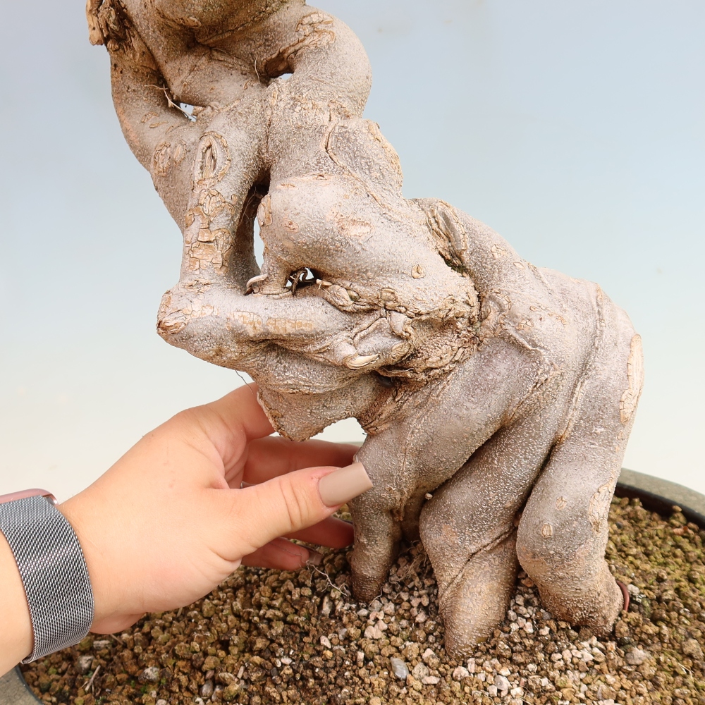 Bonsai voor buiten - Acer Buergerianum - Burgeresdoorn