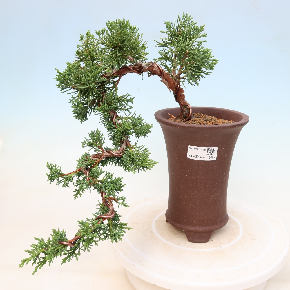 Bonsai voor buiten - Juniperus chinensis Kishu
