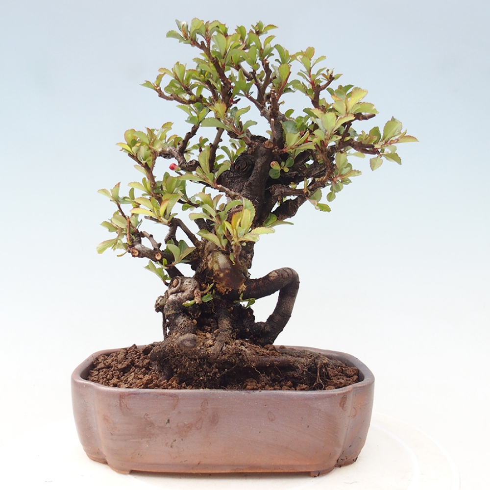 Bonsai voor buiten - Chaneomeles speciosa - Kweepeer