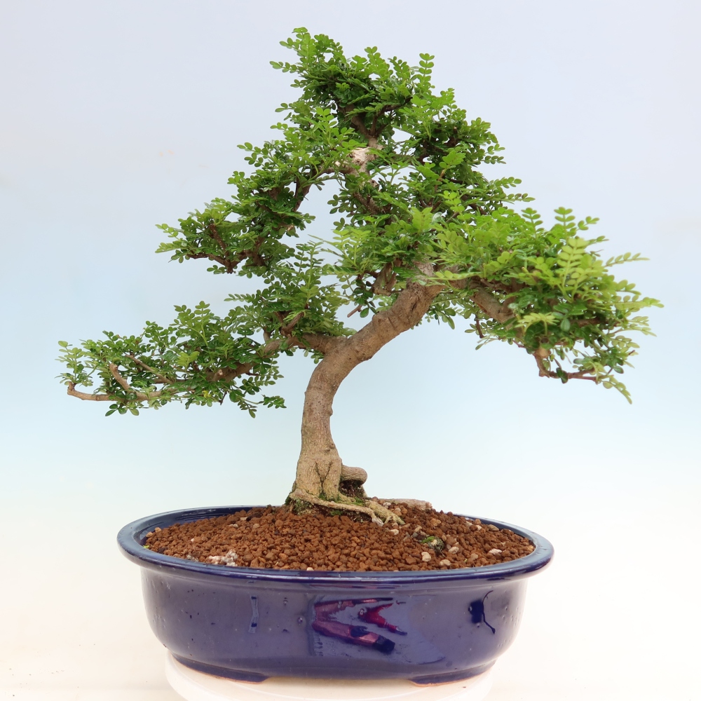Kamerbonsai - Zantoxylum piperitum - peperboom