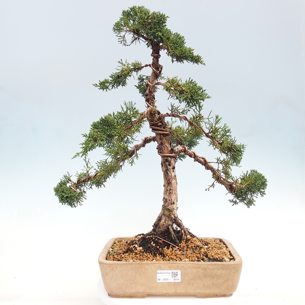 Bonsai voor buiten - Juniperus chinensis Kishu