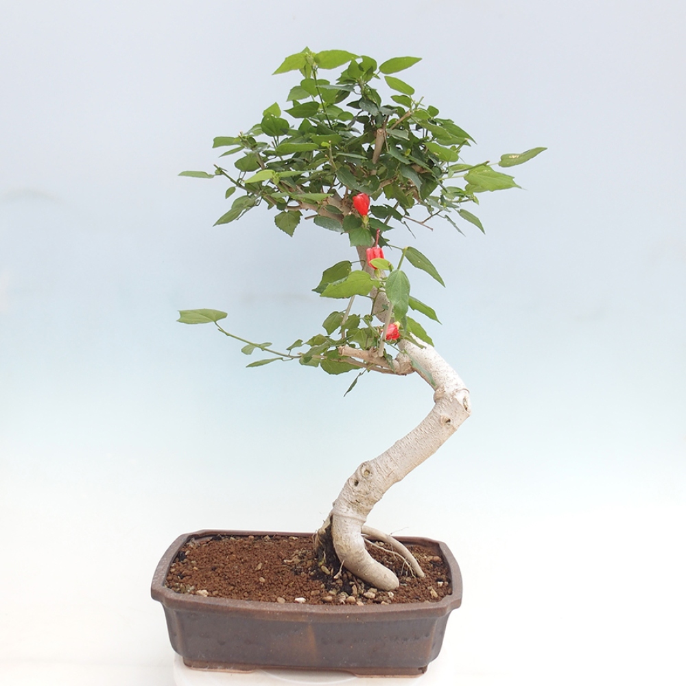 Bonsai voor binnen - Malvaviscus arboreus