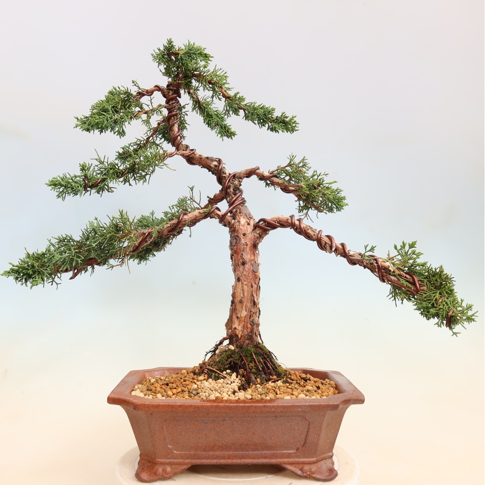 Bonsai voor buiten - Juniperus chinensis Kishu