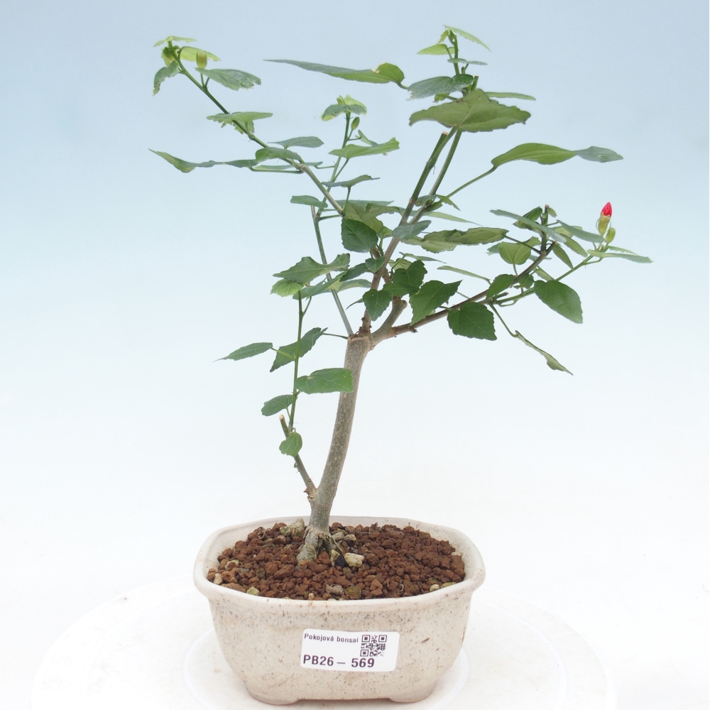 Bonsai voor binnen - Malvaviscus arboreus