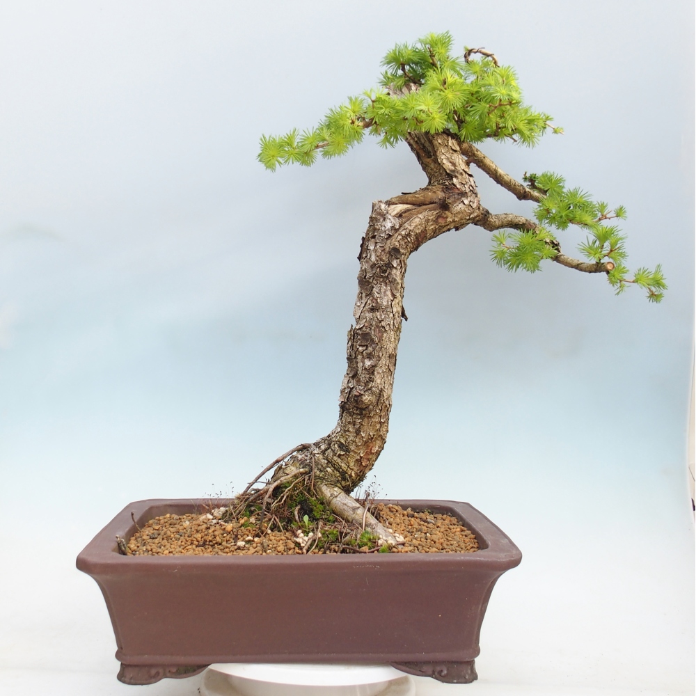 Bonsai voor buiten -Larix decidua - Lariks