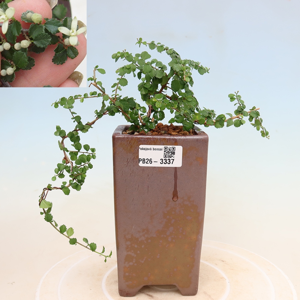 Kamerbonsai - Grewia sp. - Grewia malafolia