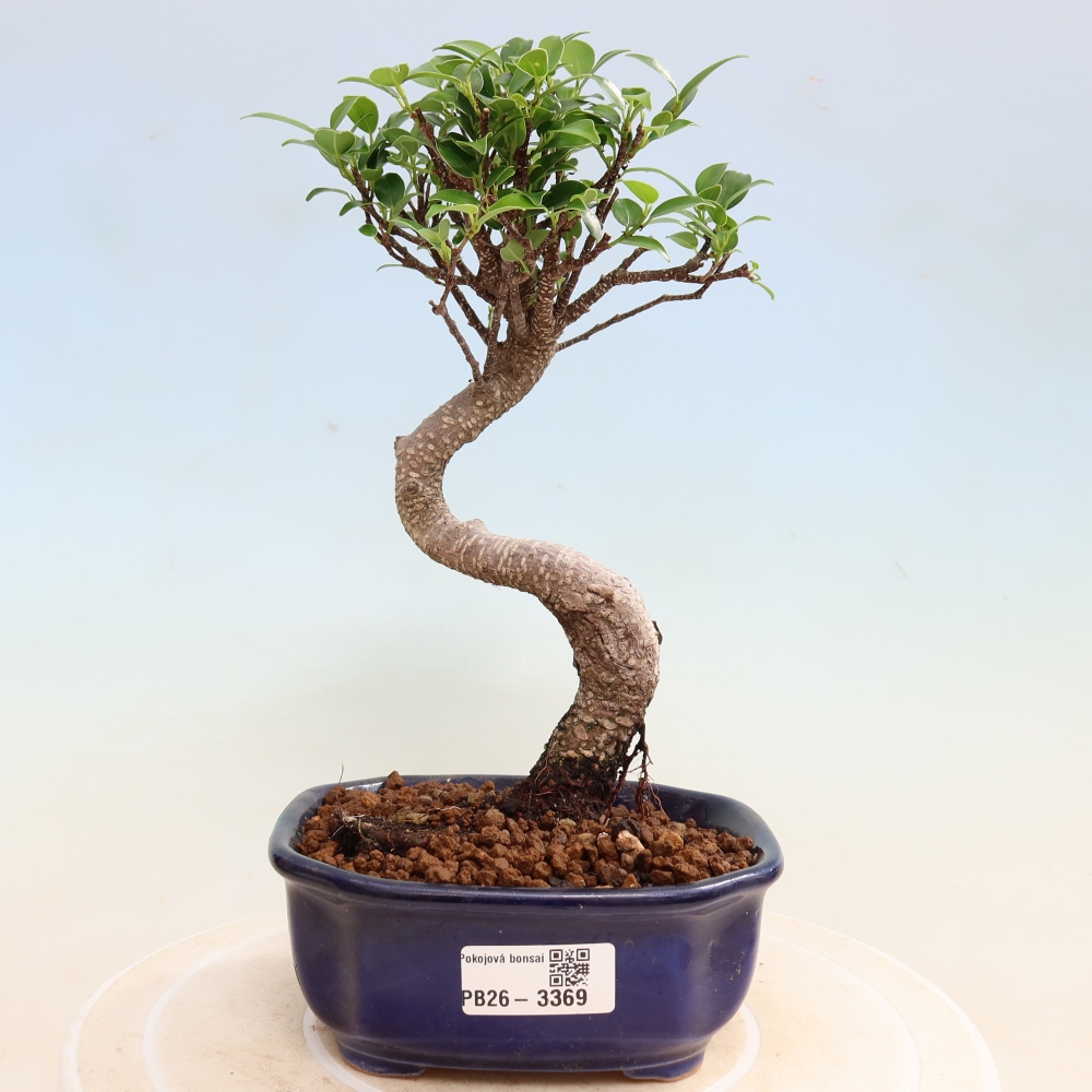 Kamerbonsai - Ficus kimmen - kleinbladige ficus