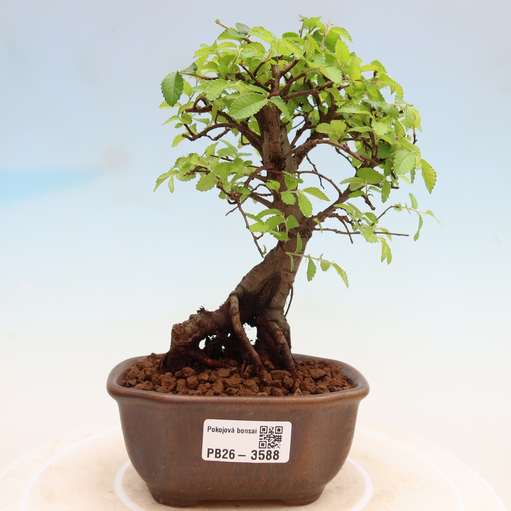 Kamerbonsai - Ulmus parvifolia - Winteriep