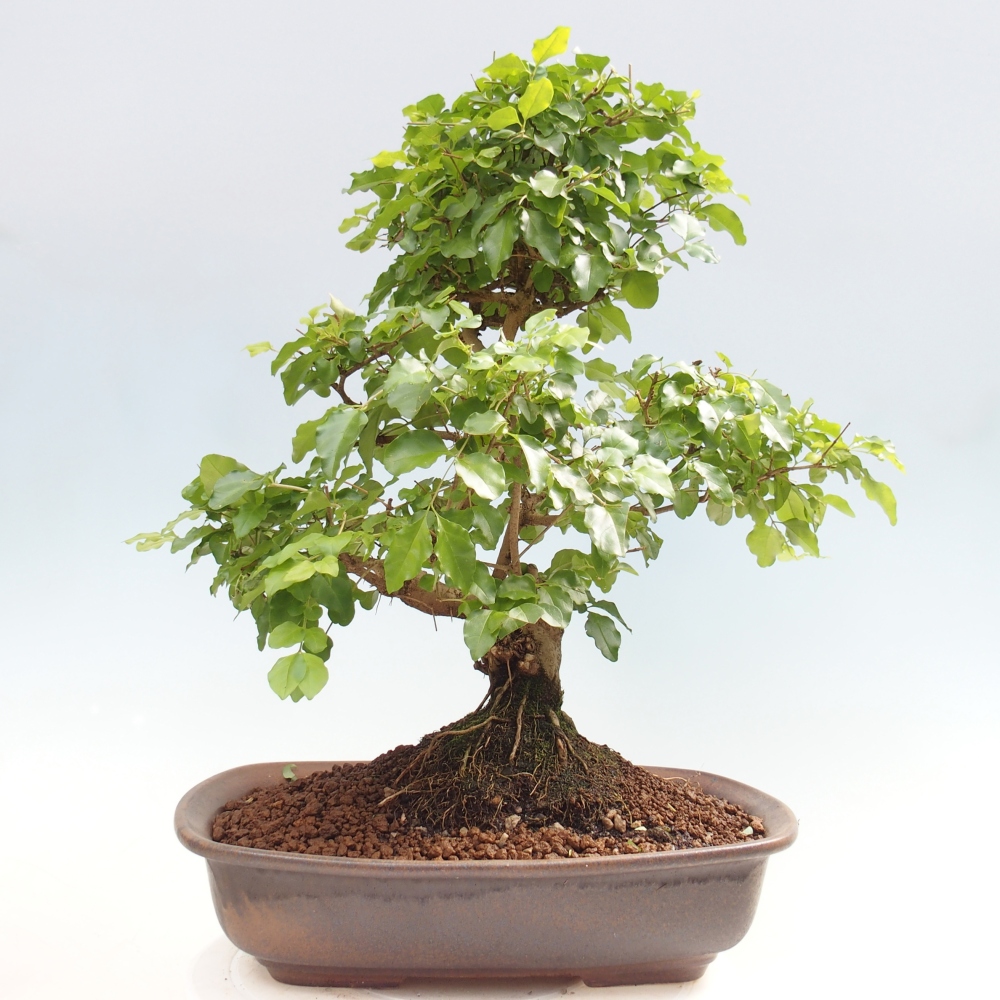 Kamerbonsai -Ligustrum chinensis - Vogelsnavel