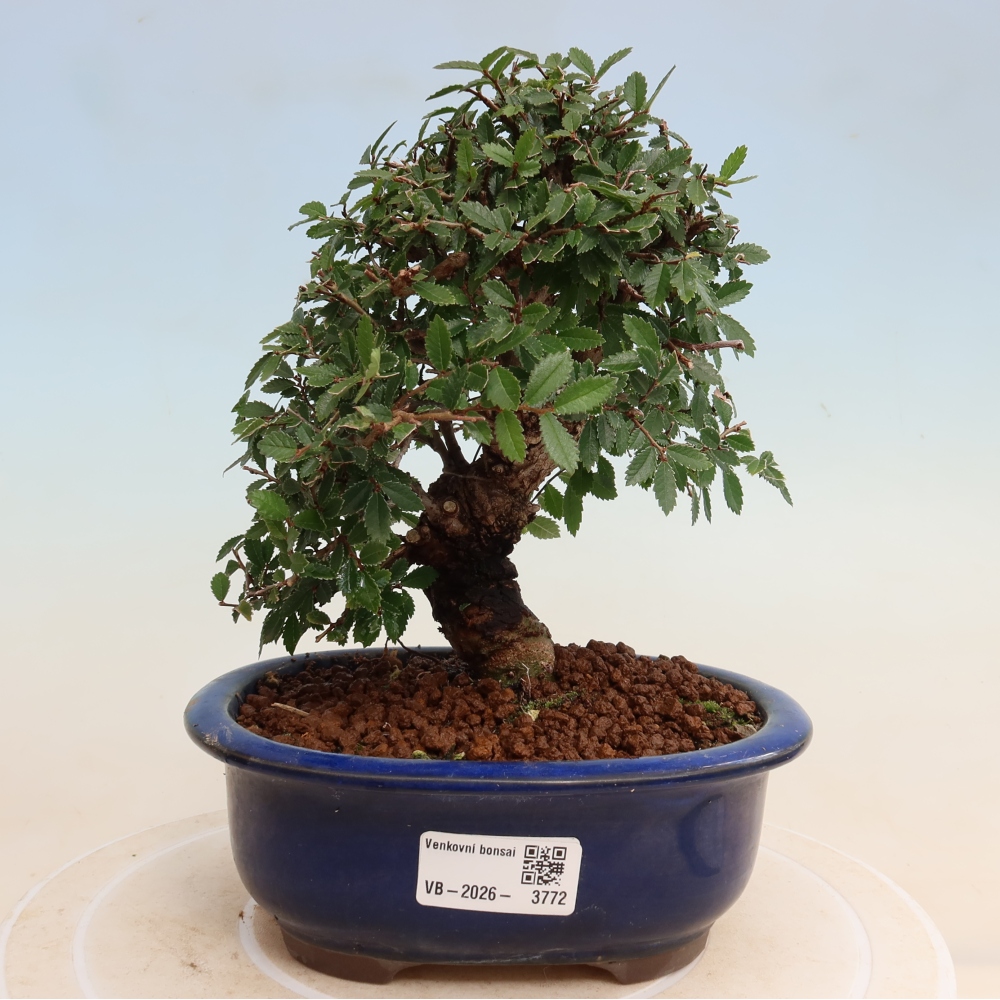 Bonsai voor buiten - Zelkova - Zelkova NIRE