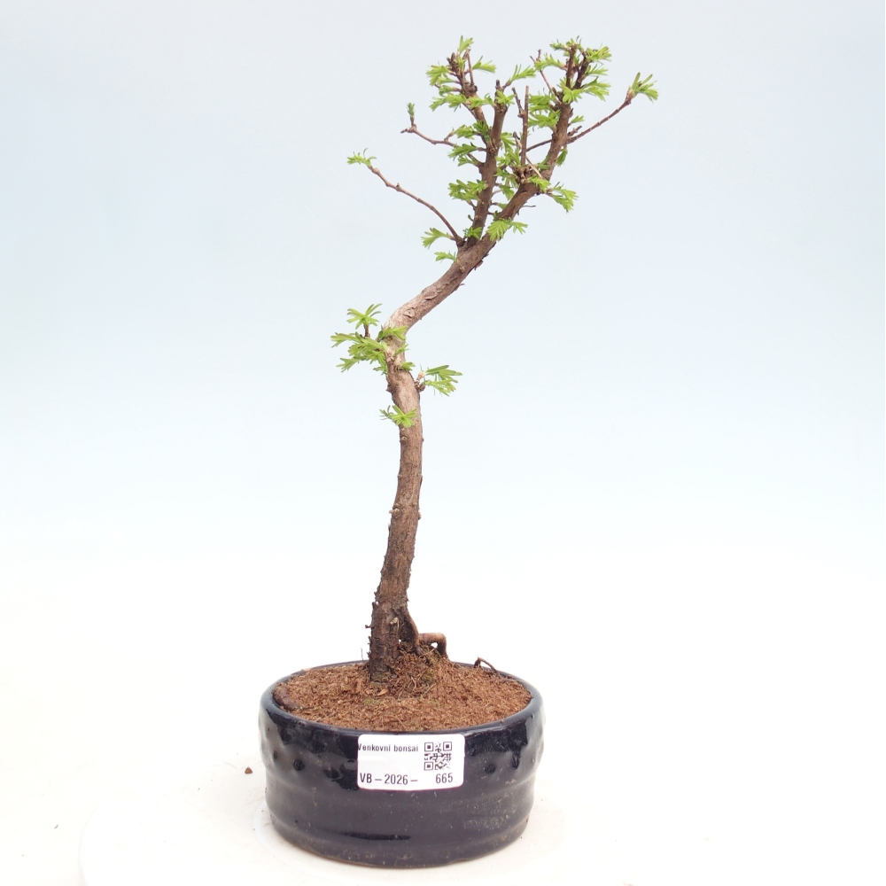 Bonsai voor buiten - Metasequoia glyptostroboides - Chinese Metasequoia