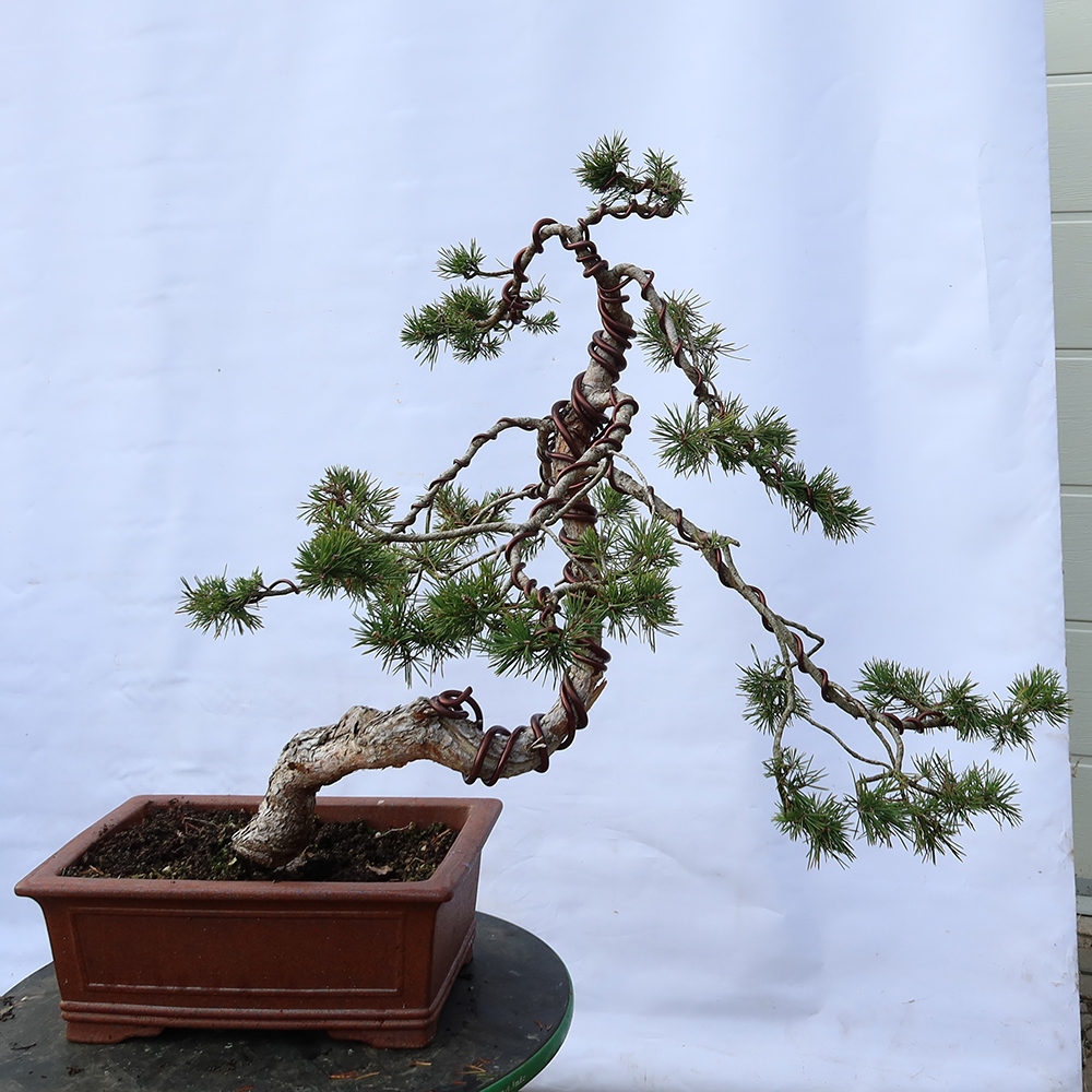 Pinus sylvestris Spanje - grove den