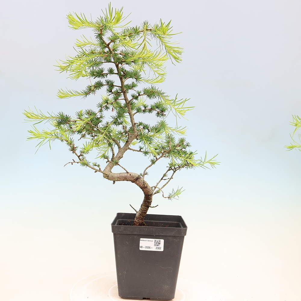 Bonsai voor buiten -Larix decidua - Lariks