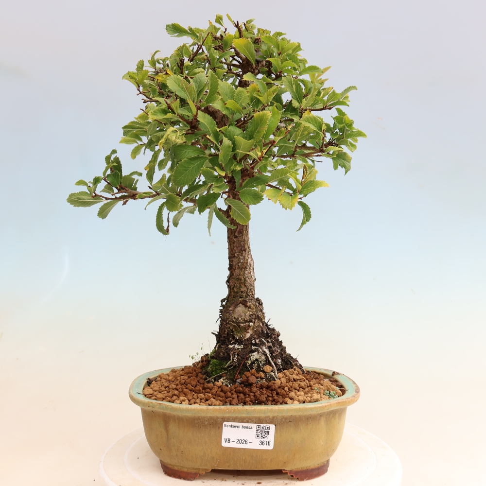 Bonsai voor buiten - Zelkova - Zelkova NIRE
